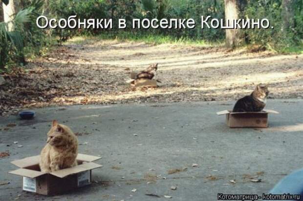 Новая котоматрица (44 шт)