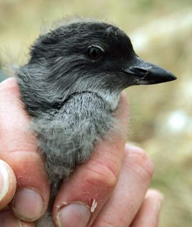 Scientists do not know why the Pacific coast sea bird dies