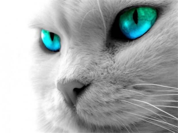 Коты,кошки,котята...