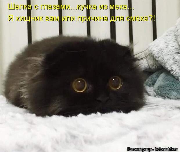 Котоматрица: Шапка с глазами...кучка из меха... Я хищник вам или причина для смеха?!