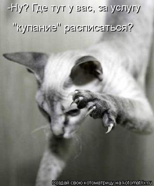 Лучшие котоматрицы недели (50 фото)