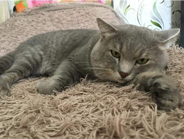 Хозяева отдали кота в добрые руки, а через два года он к ним вернулся