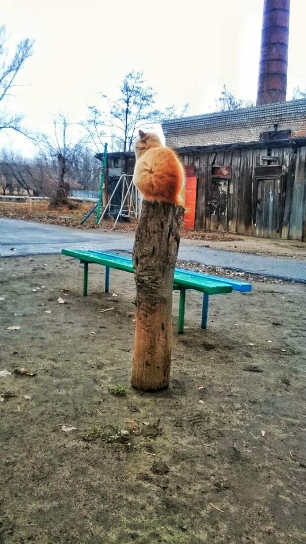 Очень колоритные уличные коты коты, окраины, улица, эстетика