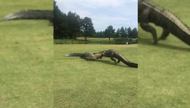 Схватка аллигаторов на поле для гольфа в США