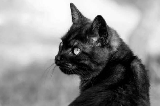 В Санкт-Петербурге спустя почти 17 дней спасли кота из дымохода