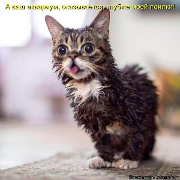 Лучшая котоматрица недели (32 фото)