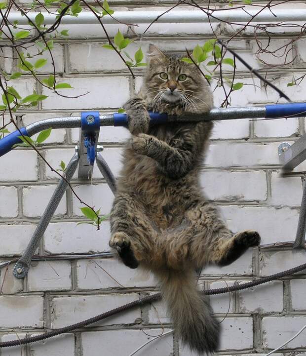 Фотография: 15 животных, которые знают, как привести себя в форму к весне №4 - BigPicture.ru