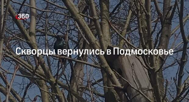 Скворцы вернулись в Подмосковье