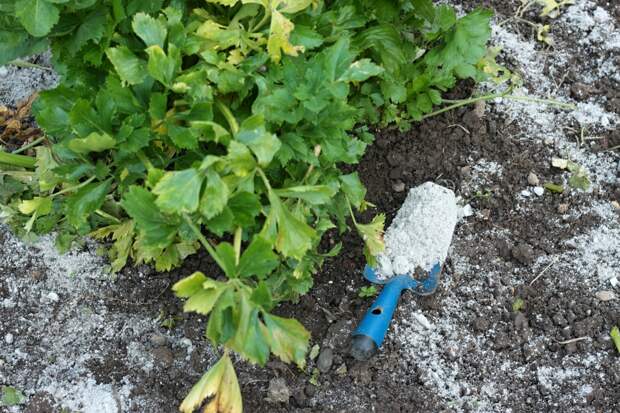 Россиян призвали срочно посыпать рассаду золой