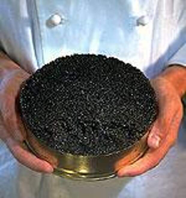 Рыба с чёрной икрой название. Икра осетра. Кавиар икра осетровая. Черную икру добывают из рыб. Черную икру добывают из рыб.