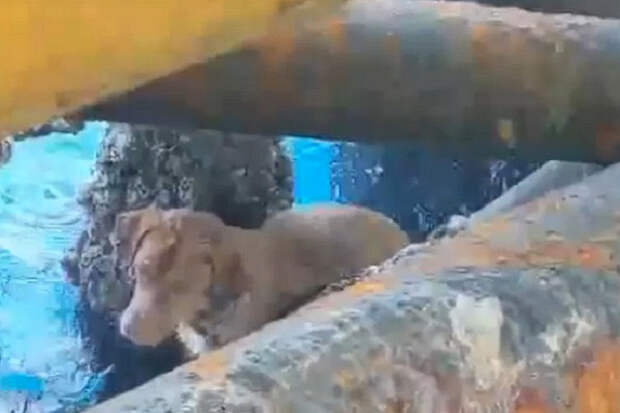 В Таиланде спасли собаку плававшую в 217 километрах от берега
