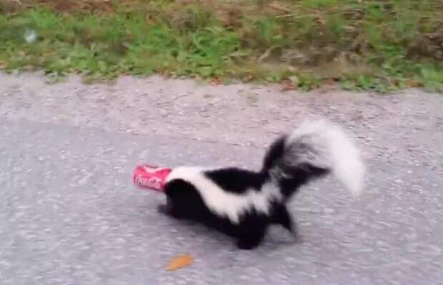A courageous man rescues a skunk with a soda can on its head