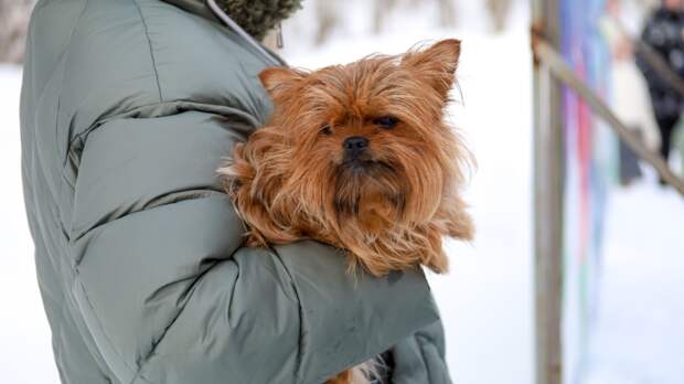 Кинолог Голубев назвал породы собак, для которых опасны морозы