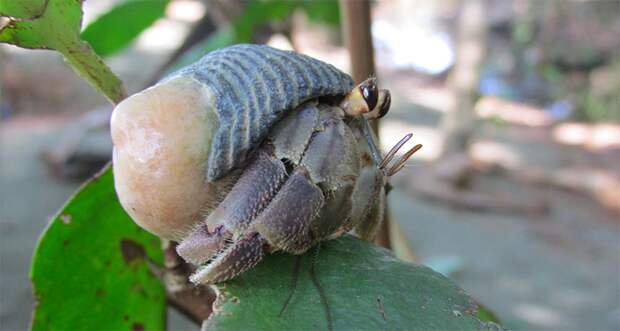 a photo of a land hermit crab on a leaf