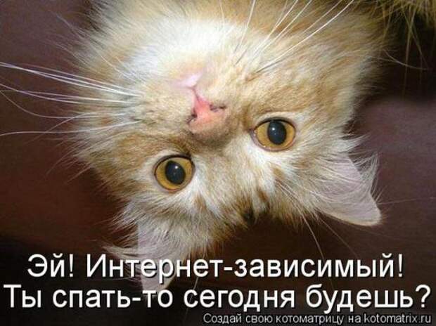 Котоматрицы(картинки с подписями)