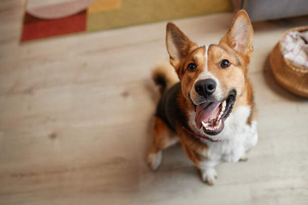 Ветеринар Дмитриев: линька у питомцев отличается от болезни состоянием кожи