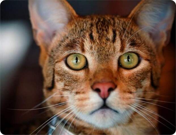 Кошка Ашера