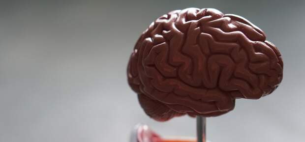 Neuropsy: мозг разделен на полушария для управления зрением, а не типом мышления