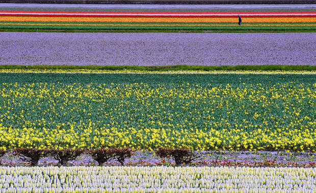 tulips06 Самые яркие тюльпаны со всего света