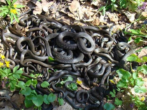 В Дагестане пенсионерка убила 80 змей, облюбовавших ее огород дагестан, змея, лопата, люди, огород, пенсионерка