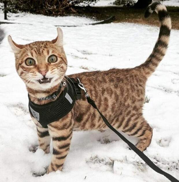 Снег - самый страшный кошмар любого кота. 10 фото, доказывающих это