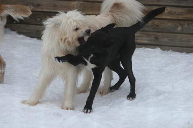 Краснодарцы планируют подать коллективную жалобу в прокуратуру из-за постоянного нападения бродячих собак
