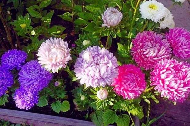 Нюансы выращивания астр через рассаду. Все просто, ведь астры станут краше и пышнее при таком уходе