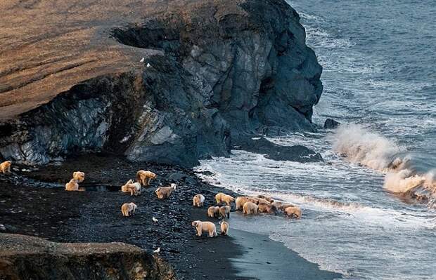 Остров Врангеля – место обитания белых медведей