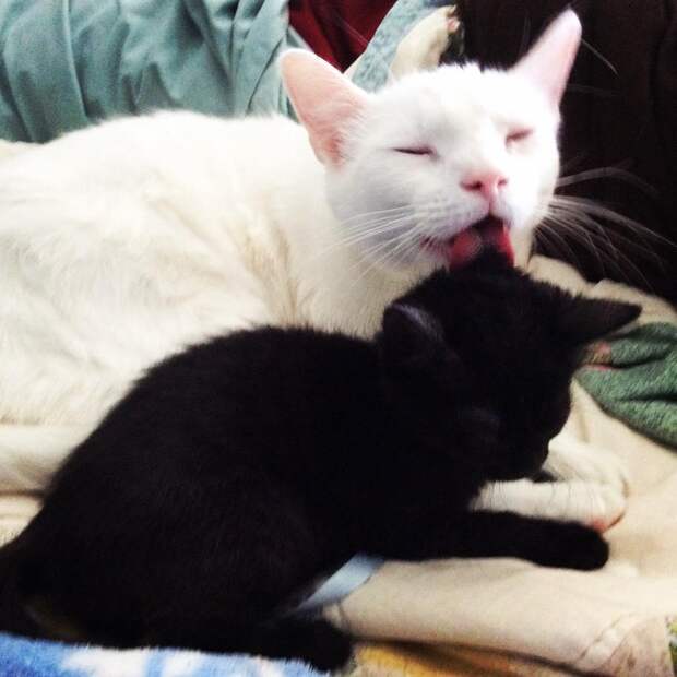 Без кота и жизнь не та