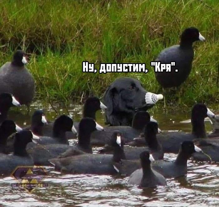 kartinok-interesnyh-prikolnyh-kartinki-smeshnye-kartinki-fotoprikoly