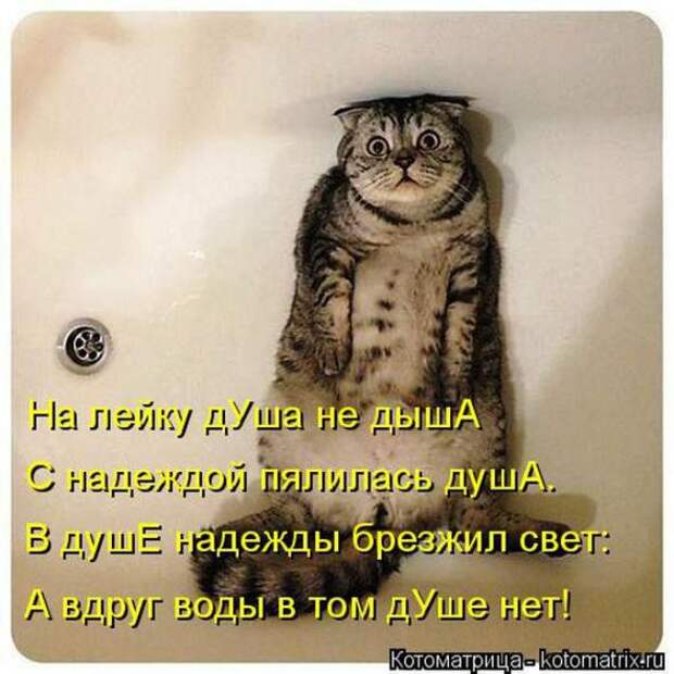 Котоматрицы (картинки с надписями)