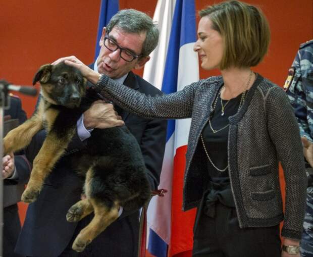 Пса из России не взяли на службу во французскую полицию