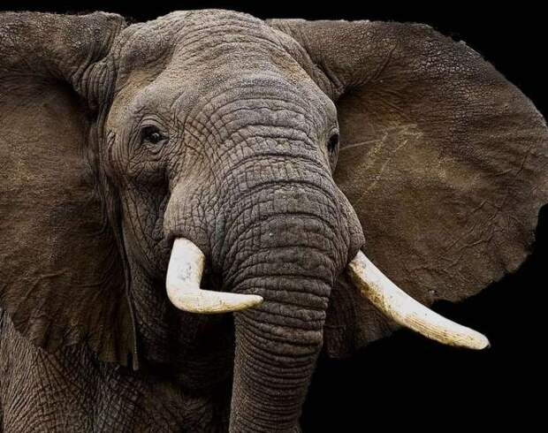Действительно ли слоны ничего не забывают?