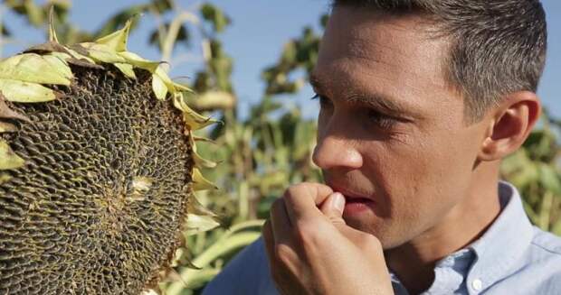 4 причины, почему не стоит злоупотреблять семечками