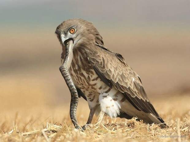 Short-toed Eagle Photo Gallery by yoram shpirer at pbase.com