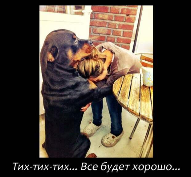 прикол, животные собаки
