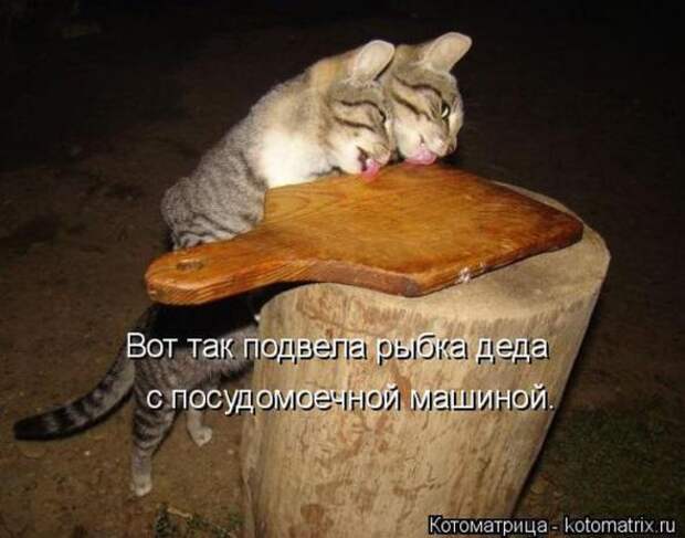 Котоматрицы(картинки с надписями)