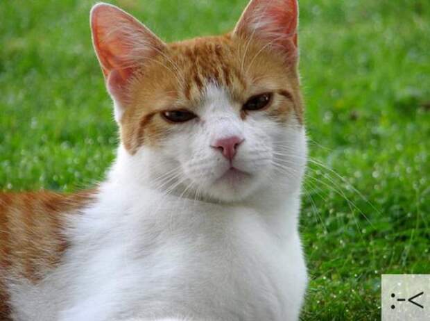Котоэмоции