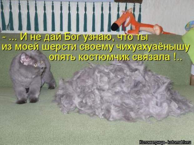 Котоматрицы(картинки с подписями)