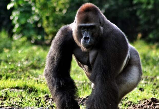 Высшие приматы Численность: примерно 500 тыс. Главное преимущество перед человеком: невероятная сила и скорость передвижения Кинг-Конг – вымышленный персонаж, одним махом сшибающий полицейские вертолет. Но полмиллиона горилл на нашей планете исключительно реальны, очень сильны и одновременно очень умны. Все высшие приматы (как и их младшие собратья по царству обезьян, такие как шимпанзе) бегают и прыгают лучше человека, а по деревьям передвигаются лучше любого представителя кошачьих. Силу гориллы доподлинно еще никто не измерил – попытки были, но самоубийственные. Зато некоторые биологи, проводившие исследования в Танзании, считают, что высшие приматы уже вступили в свой каменный век. К счастью, обезьяны очень любят ссориться между собой – война их племен отнимает столько сил, что на человека они обратят внимание еще не скоро.