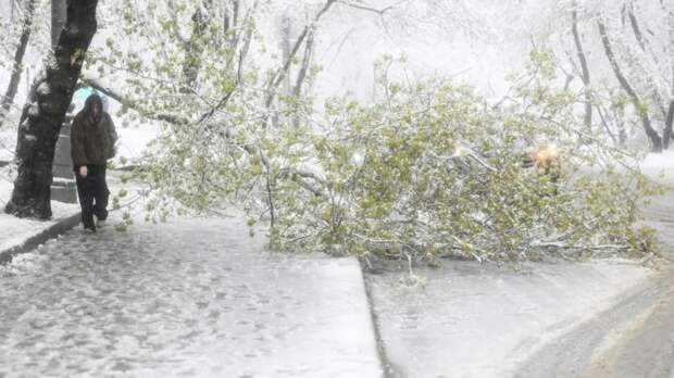 Россиянам рассказали, как получить компенсацию за упавшее дерево