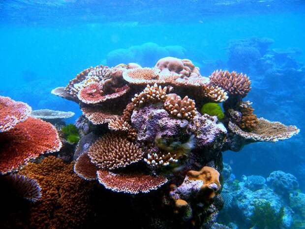Кораллы — это… Коралл натуральный: фото, цена