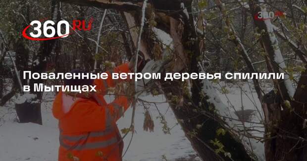 Поваленные ветром деревья спилили в Мытищах