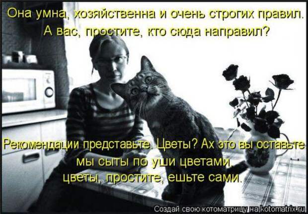 Котоматрицы(картинки с надписями)