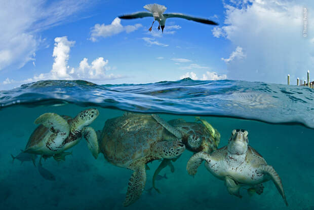Группа зеленых черепах