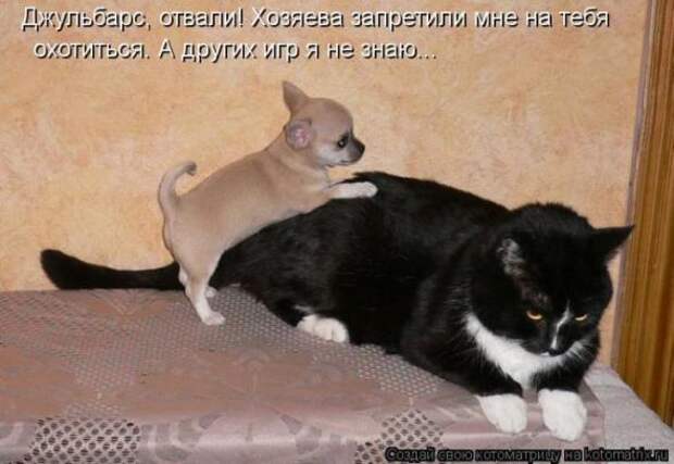 Котоматрицы(картинки с надписями)