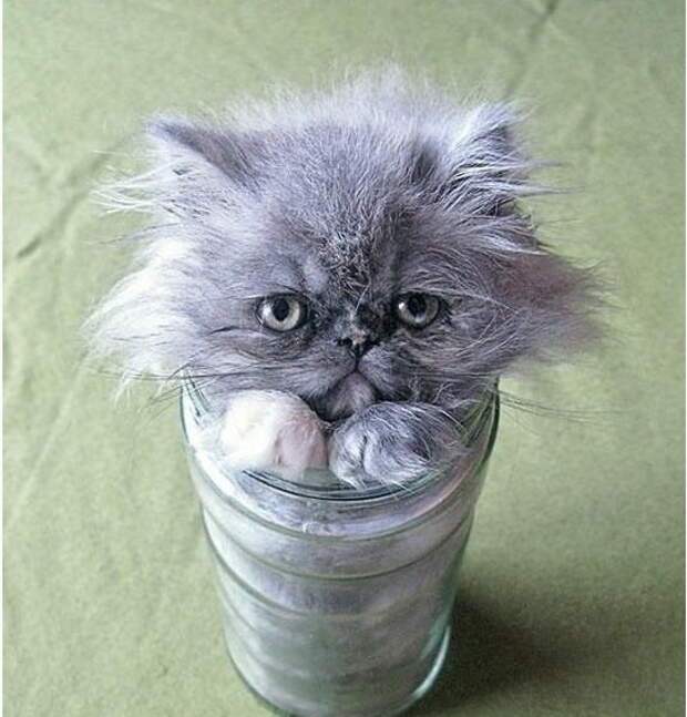 Коты в жидкой форме