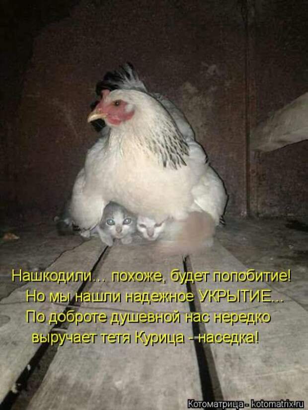 Лучшие котоматрицы недели (50 фото)