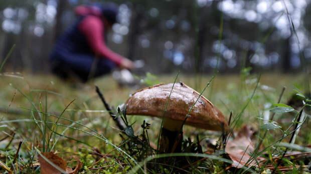 Грибы могут помогать вызывать дождь — благодаря способности, украденной у бактерий