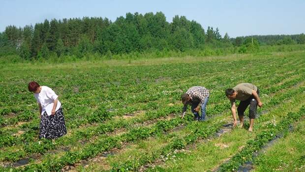 Украинские фермеры массово бросают урожай на полях: страна теряет огромные деньги